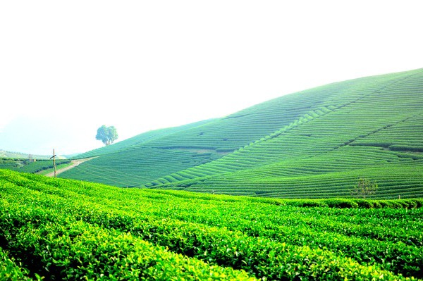 cánh đồng trà xanh lâm đồng